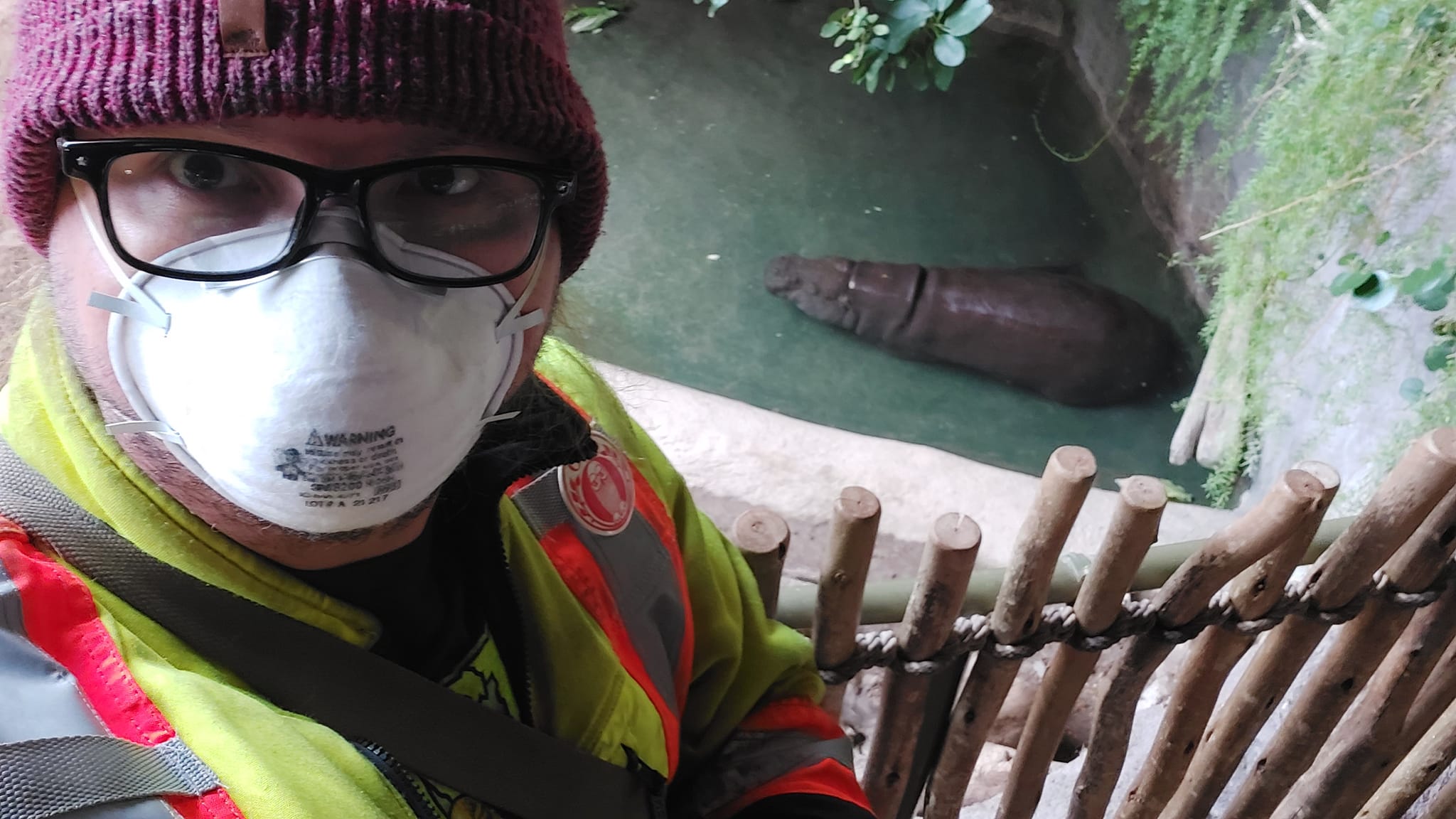 A man wearing a red toque, a high visibility winter coat and an N95 mask is looking down on an enclosure with a pygmy hippo relaxing in the water